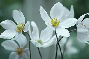 Thimbleflower: Anemone