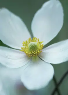 Thimbleflower: Anemone