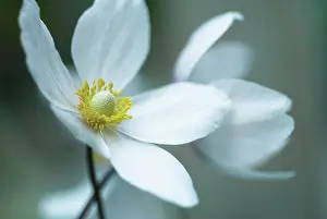 Thimbleflower: Anemone