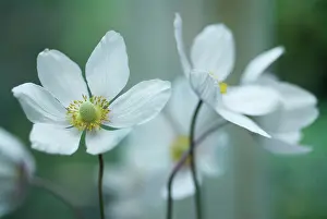 Thimbleflower: Anemone