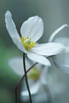 Thimbleflower: Anemone