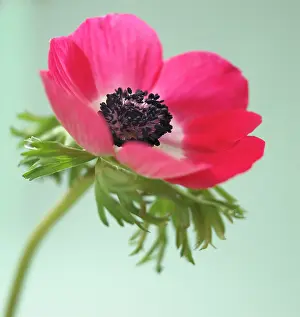 Coronaria: Anemone