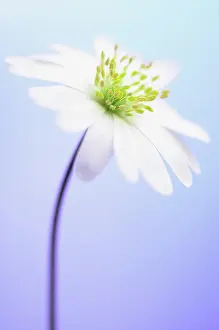 Blanda: Anemone
