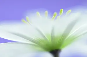 Blanda: Anemone