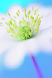 Blanda: Anemone