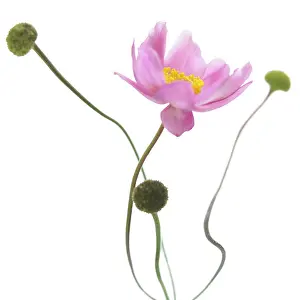 Thimbleflower: Anemone