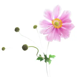 Thimbleflower: Anemone