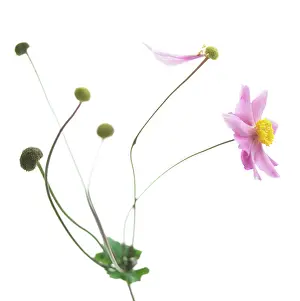 Comedy: Anemone