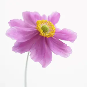 Thimbleflower: Anemone