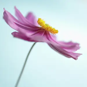 Thimbleflower: Anemone