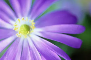 Blanda: Anemone