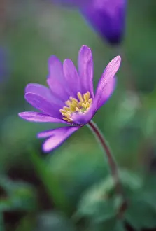 Blanda: Anemone