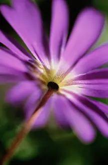 Blanda: Anemone