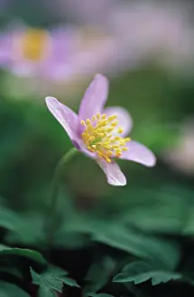 Nemorosa: Anemone