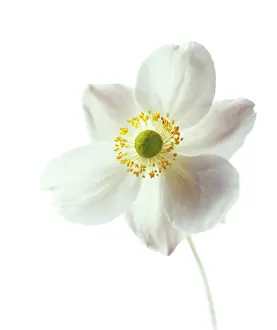 Thimbleflower: Anemone