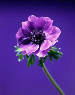 Lord: Anemone
