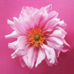 Thimbleflower: Anemone