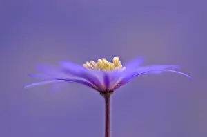 Blanda: Anemone