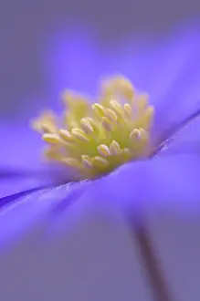 Blanda: Anemone