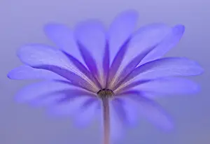 Blanda: Anemone