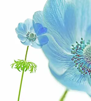 Coronaria: Anemone