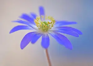 Blanda: Anemone