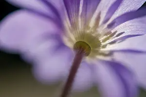 Blanda: Anemone
