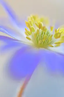 Blanda: Anemone