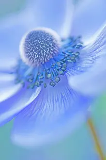 Coronaria: Anemone