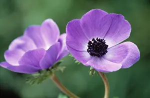 Coronaria: Anemone