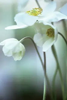 Condolence: Anemone