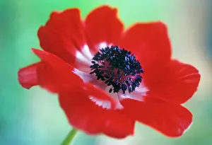 Pavonina: Anemone