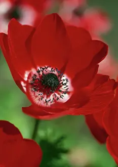 Pavonina: Anemone