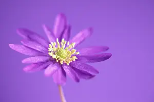 Blanda: Anemone