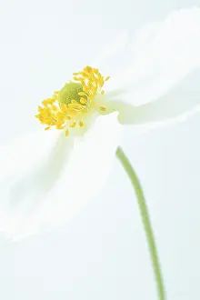 Hybrida: Anemone