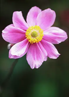 Hybrida: Anemone