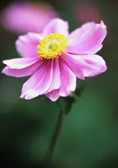 Hybrida: Anemone