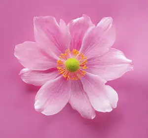 Windflower: Anemone