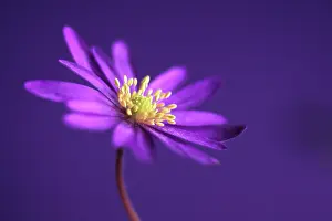 Blanda: Anemone