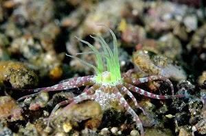 Pantar: Anemone