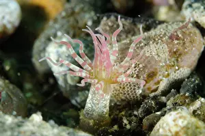 Pantar: Anemone