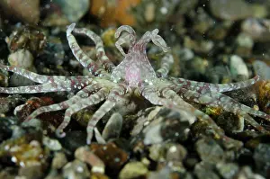 Pantar: Anemone