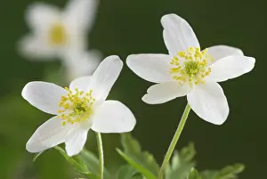 Nemorosa: Anemone