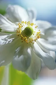 Windflower: Anemone