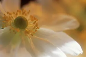Windflower: Anemone