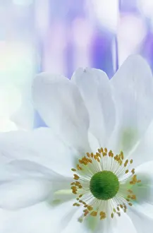 Windflower: Anemone