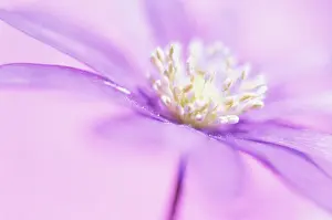 Blanda: Anemone