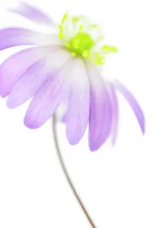Blanda: Anemone