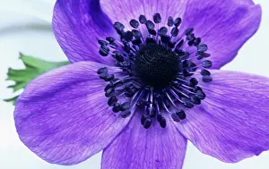Coronaria: Anemone