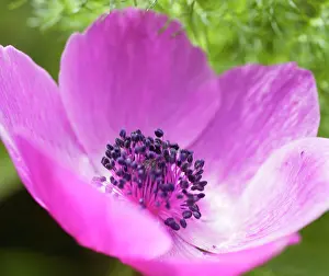 Coronaria: Anemone